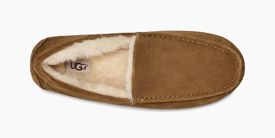 Ascot Suede - Image 3
